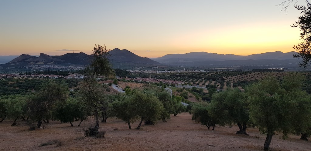 Olivares del Cortijo del Aire