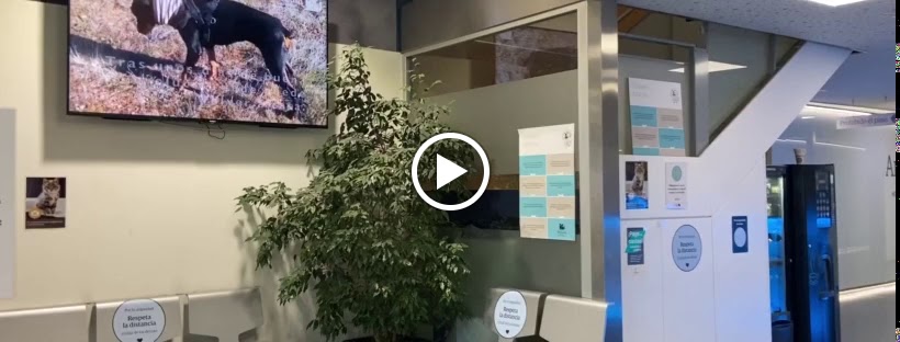 AniCura San Fermin Hospital Veterinario — Videos
