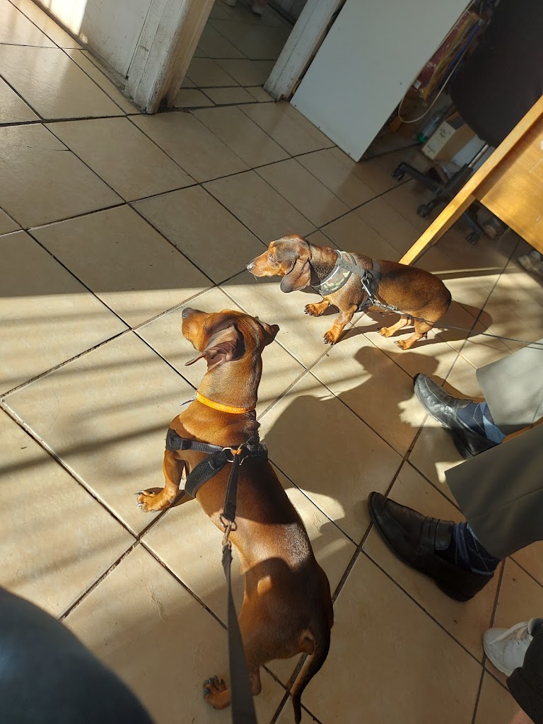 Perro