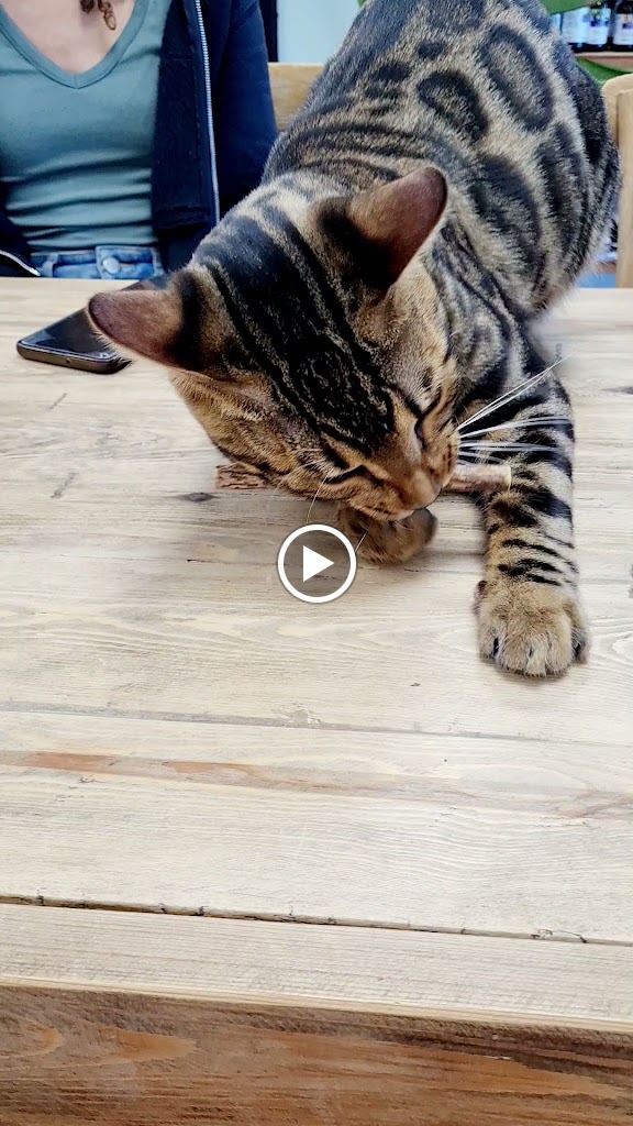 Pura Vida Animal - Clinica Veterinaria en Reus — Videos