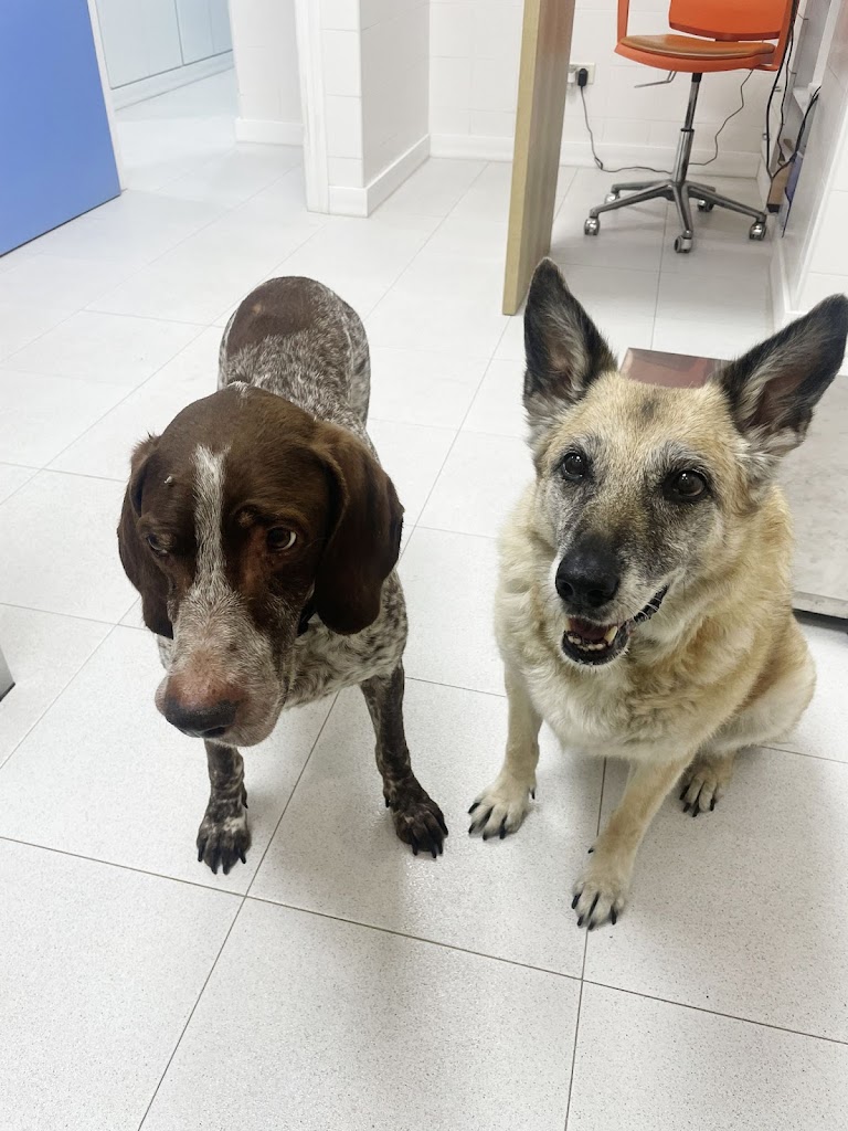 Clinica veterinaria Lluna Plena — Perro