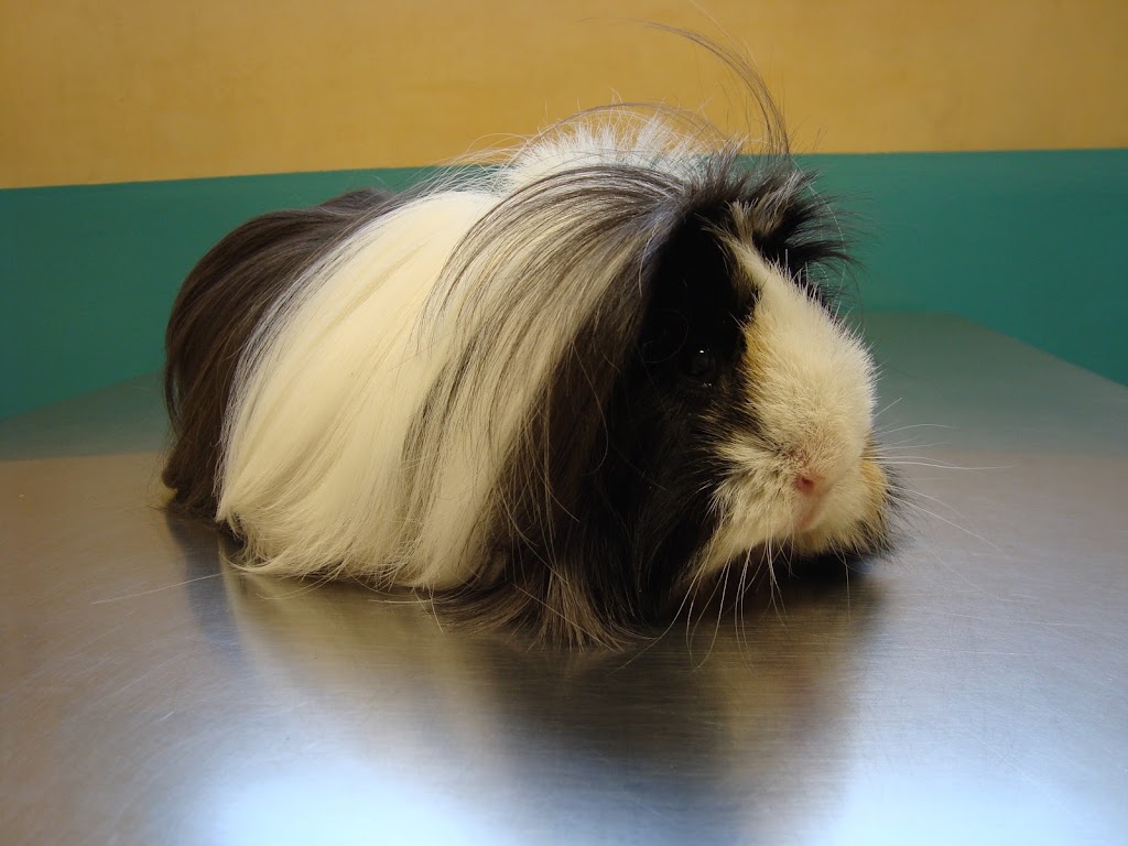 Veterinaria Salburua - Wecan Salburua — Del propietario