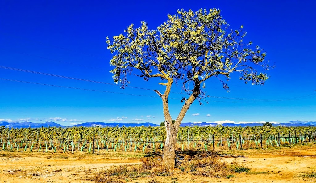 El almendro solitario