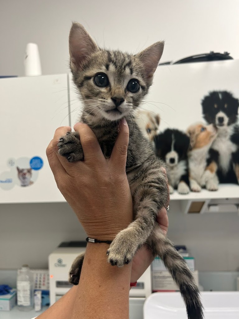 Hospital Veterinario La Moraleja (Grupo Penagrande) — Gato