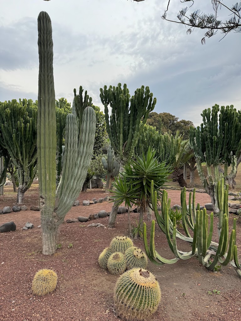 Terraza de Arena Playa Jardin