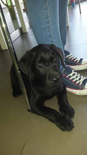Centro Veterinario Y Peluqueria Canina Guindalera — Perro