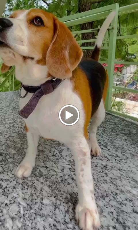 Videos