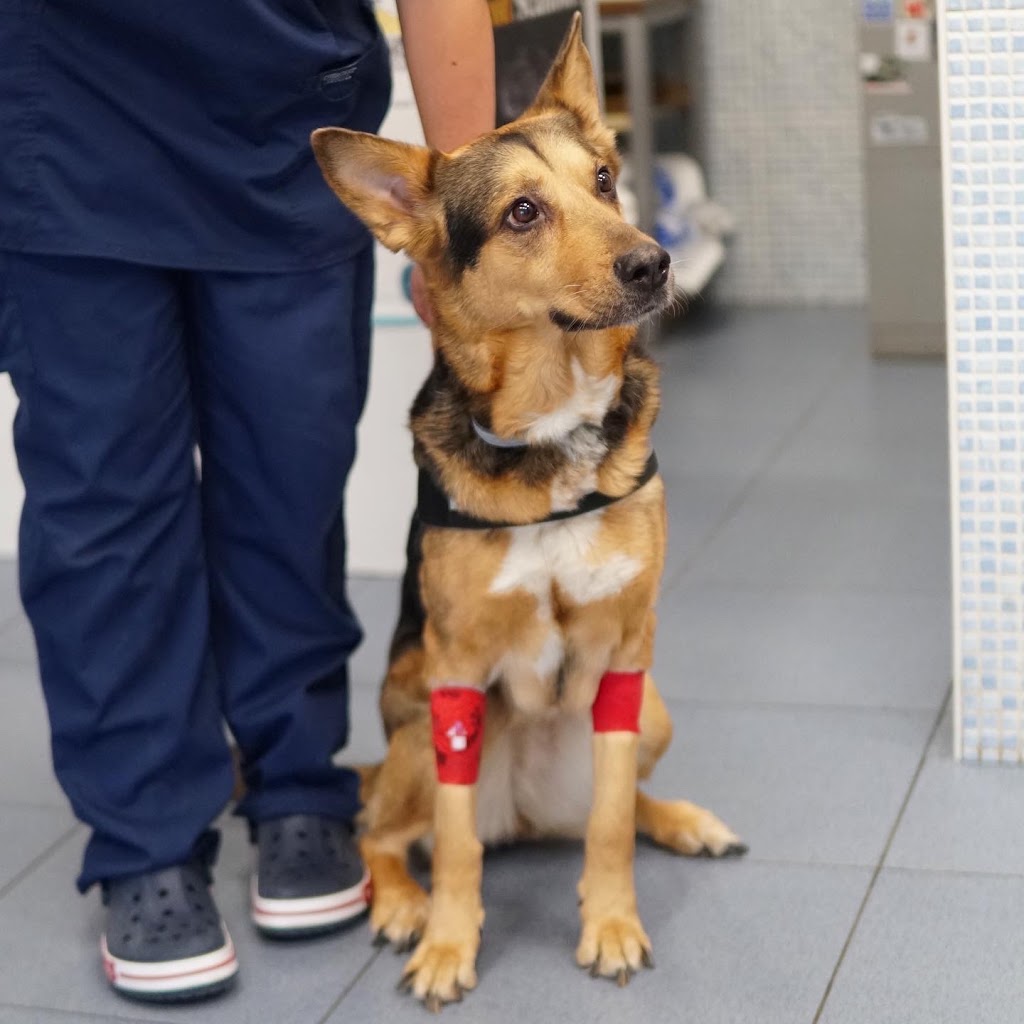 Clinica Veterinaria Getafe Norte (Grupo Penagrande) — Perro