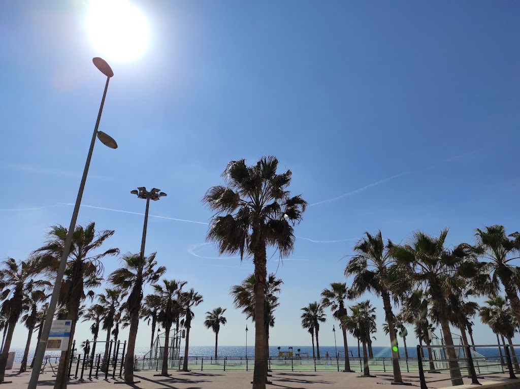 Palmeral Playa Sirena Loca