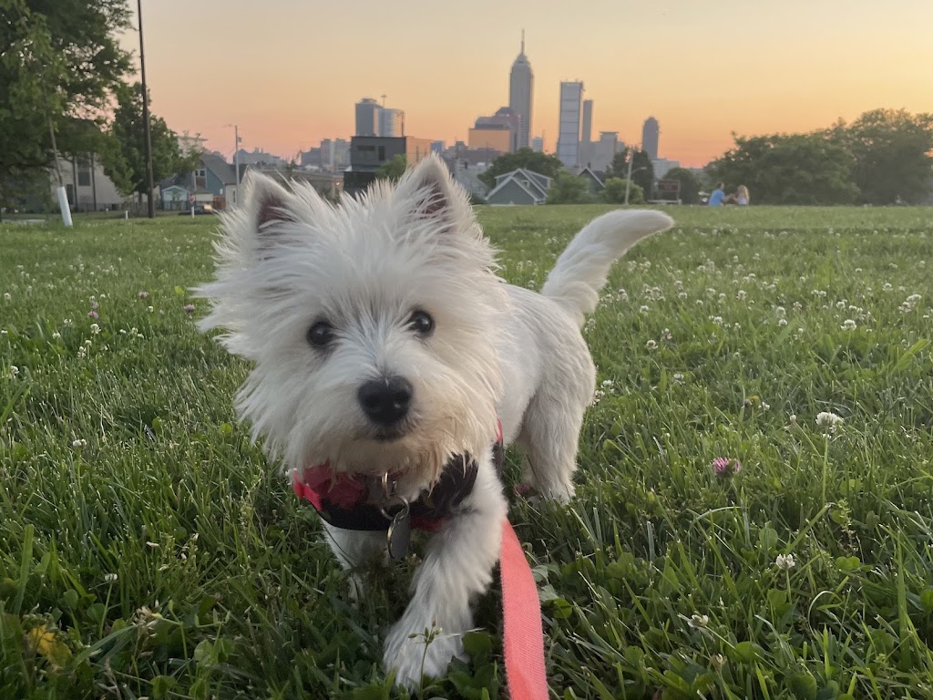 Perro