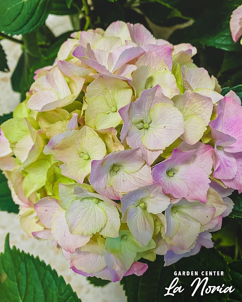 Floristeria Garden Center La Noria S.L. — Jardin