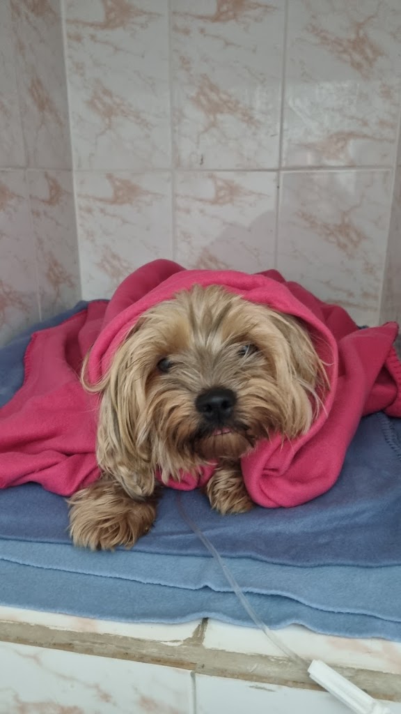 Perro
