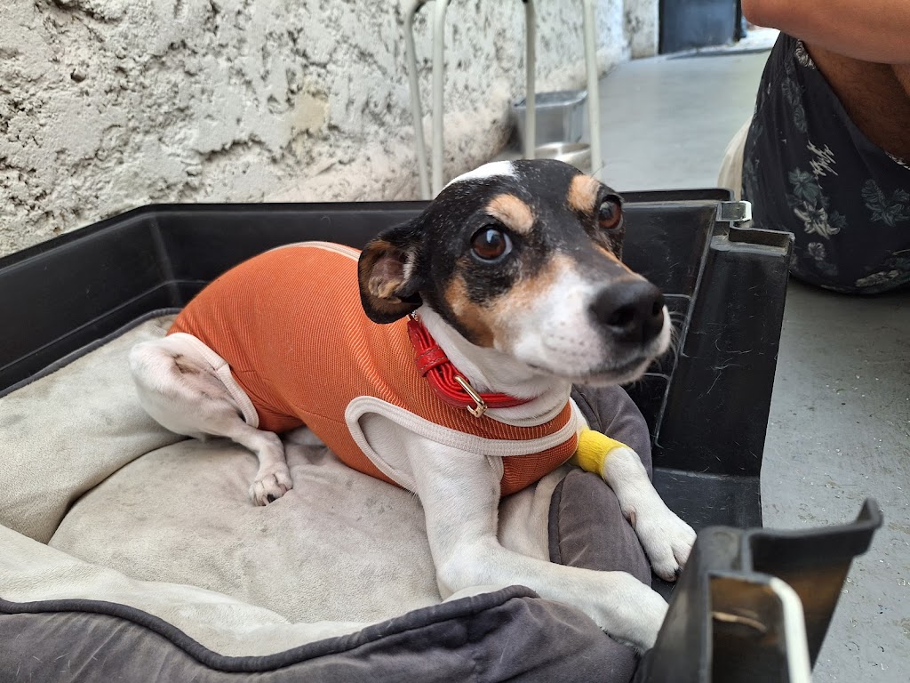Perro