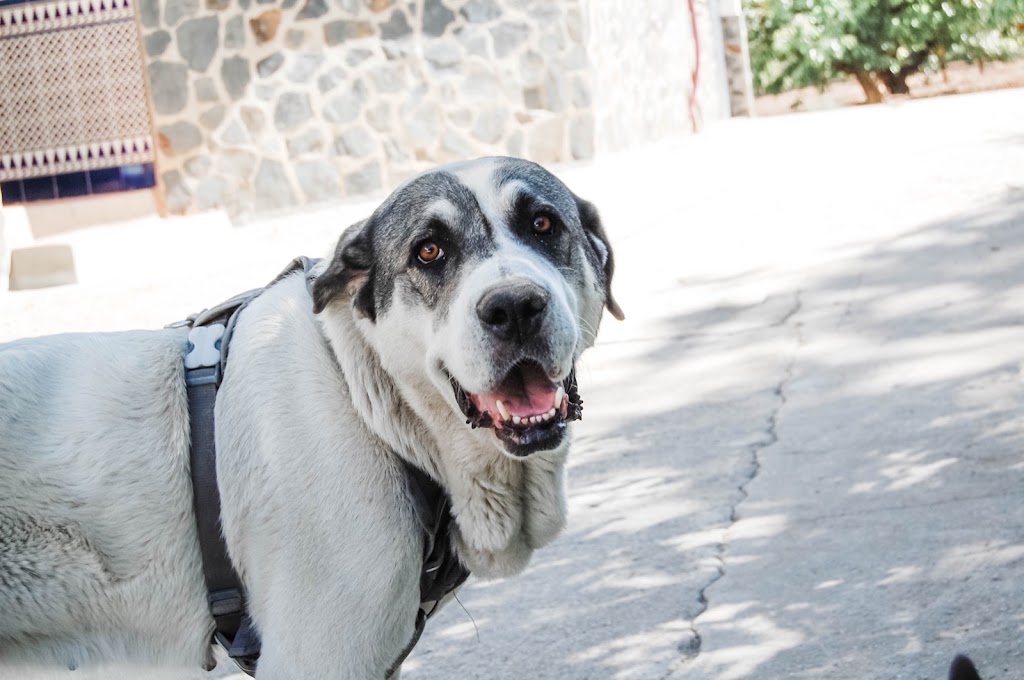 Clinivet — Perro