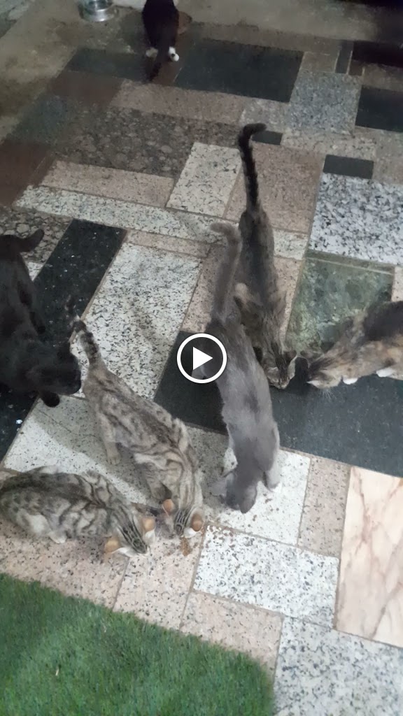 Clinica Veterinaria Vidas — Videos
