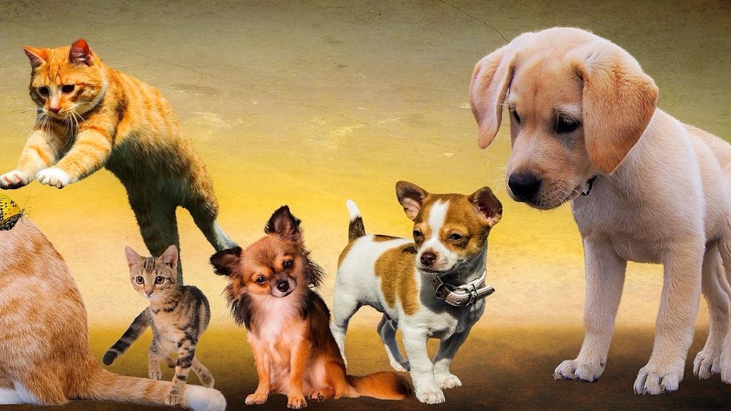 Clinica Veterinaria Zaindu