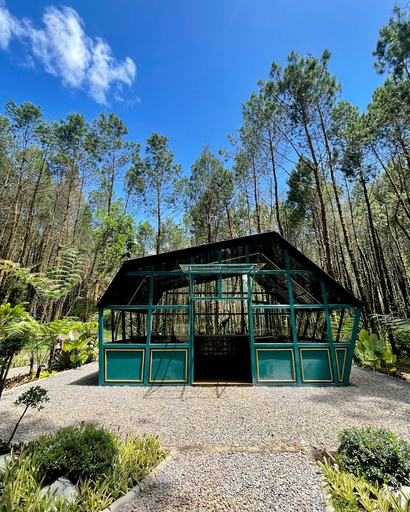 Tangkal Pinus Jayagiri Lembang