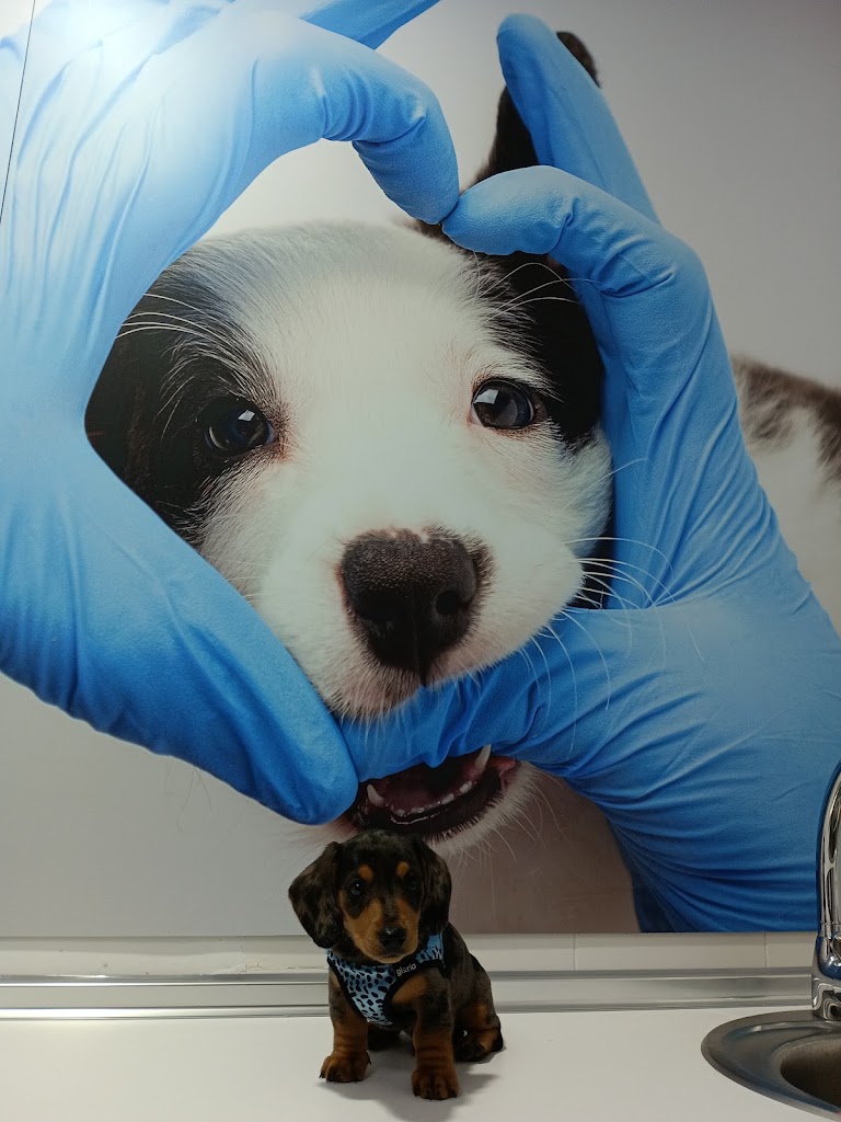 Consulta Veterinaria Paterna — Perro