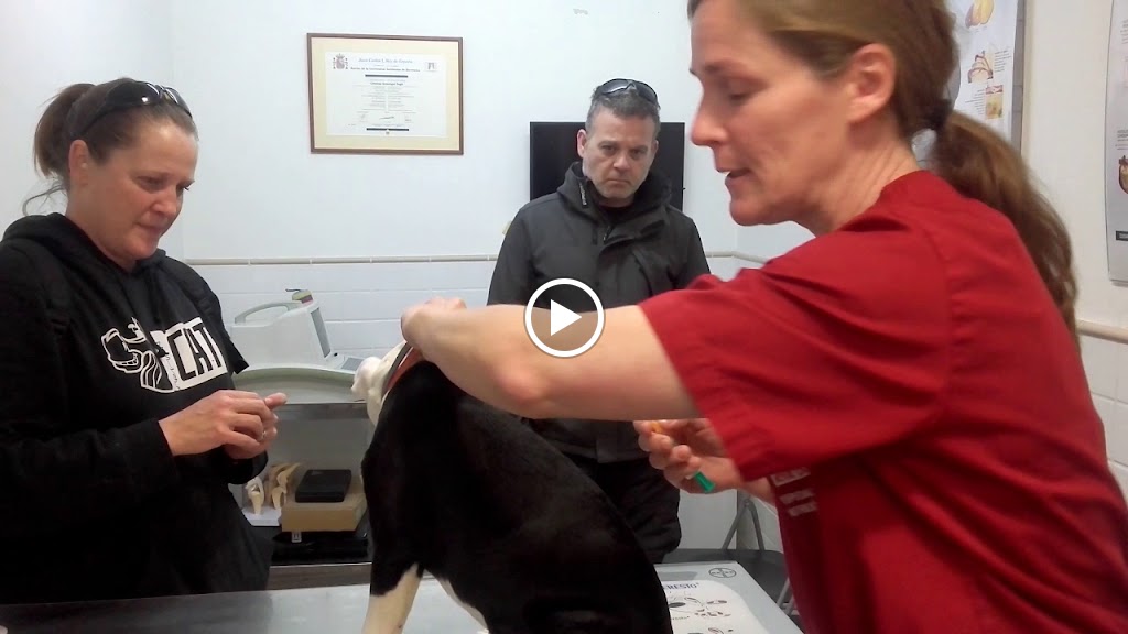 Clinica Veterinaria Torreblanca en Sant Joan Despi — Del propietario