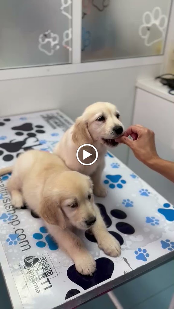 Clinica Veterinaria Animal Trust — Videos