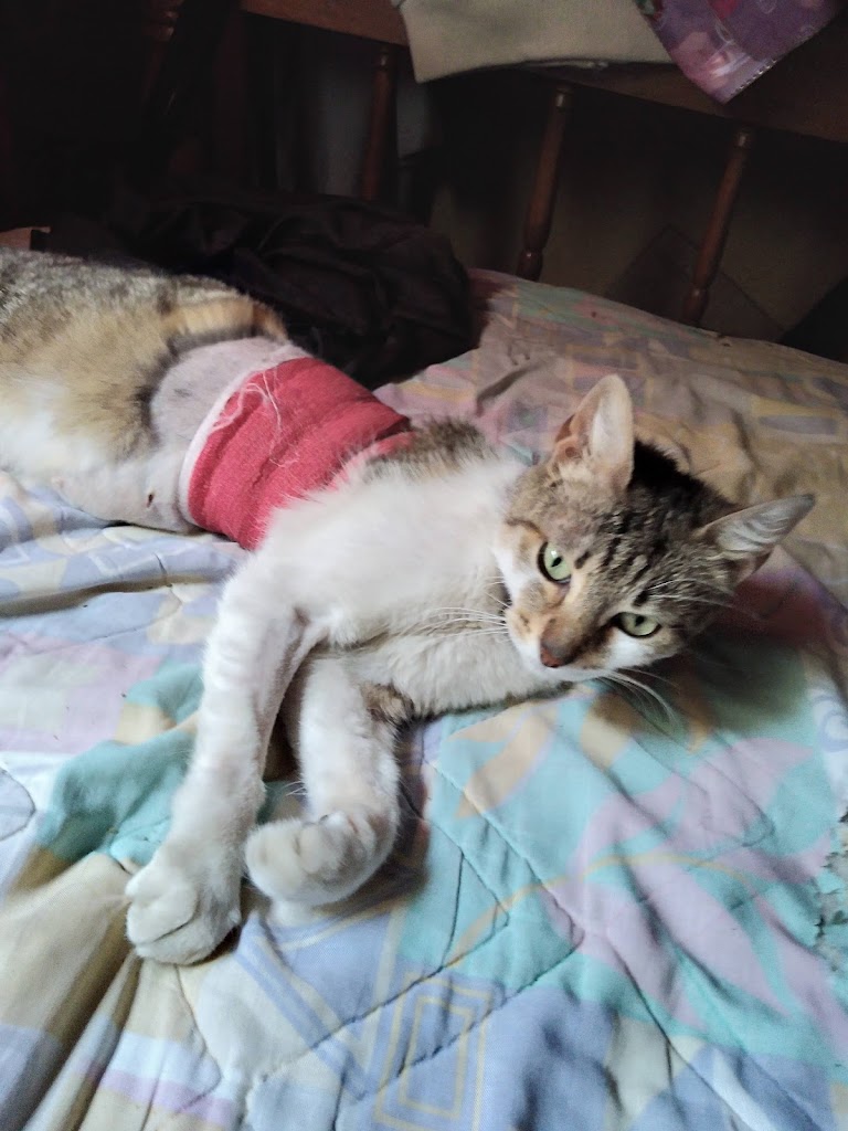 Gato