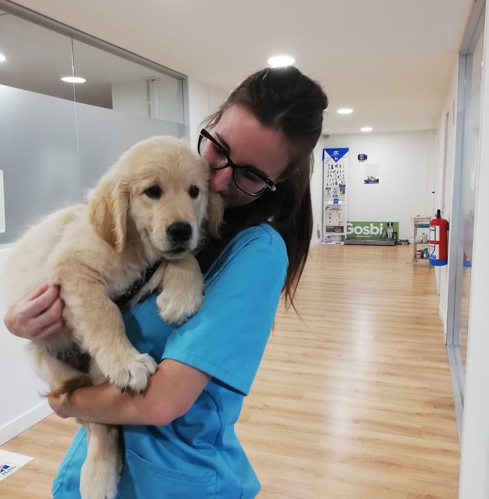 Animals Cantabria-Hospital Veterinario 24 Horas — Perro