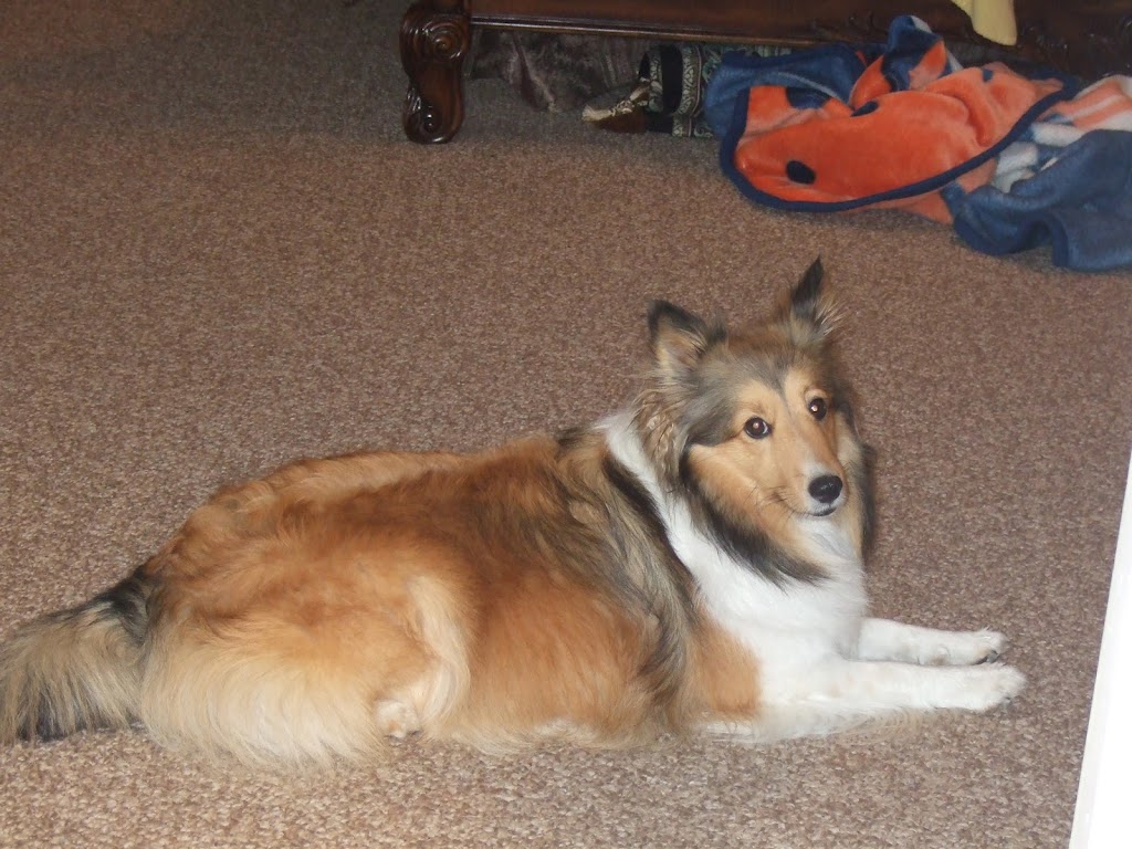 Pet groomer in Bluffdale