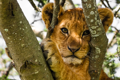 Lion Tree Group Tm