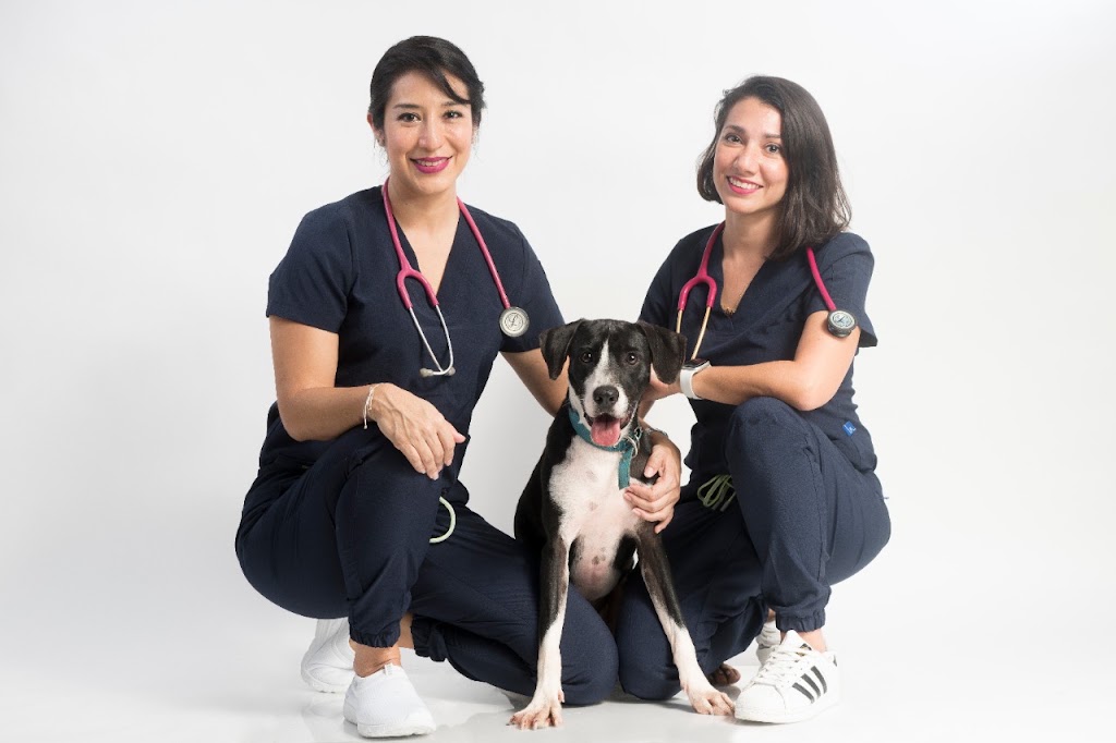 2Vet Centro Veterinario — Perro