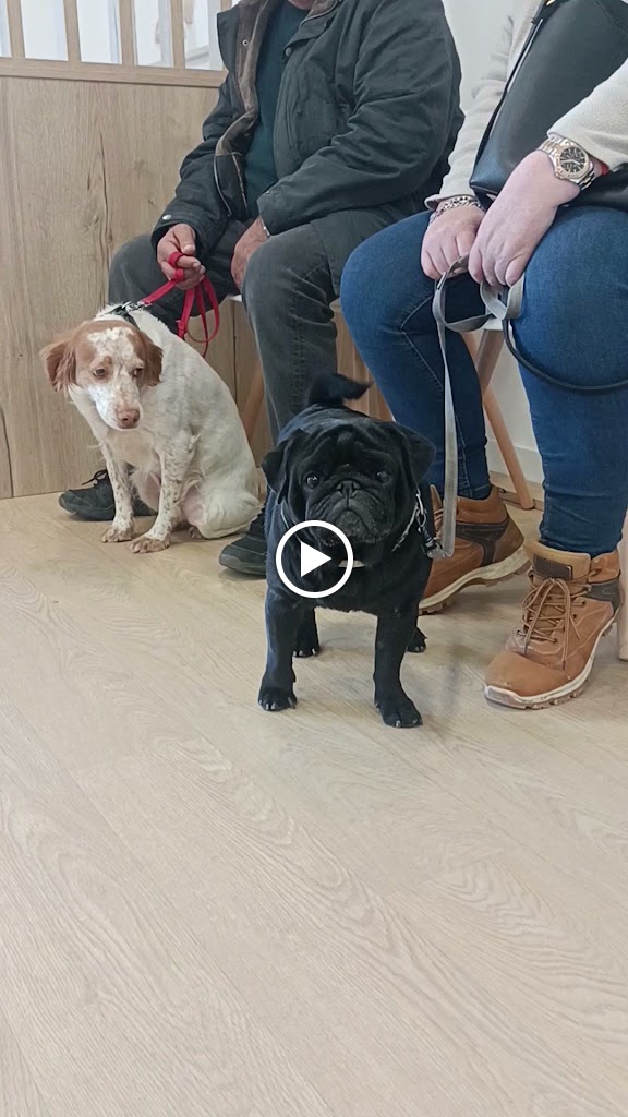 Clinica Veterinaria Dr. Palmer — Del propietario