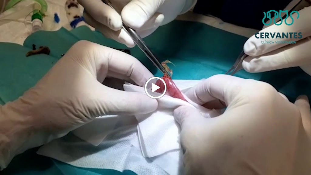 Clinica Veterinaria Cervantes — Videos