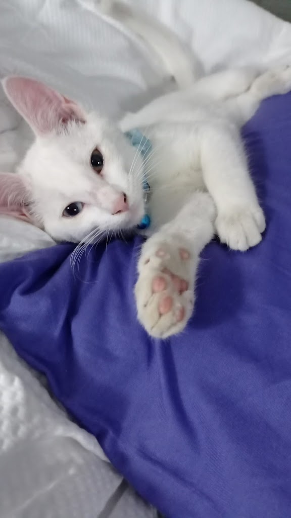 Gato