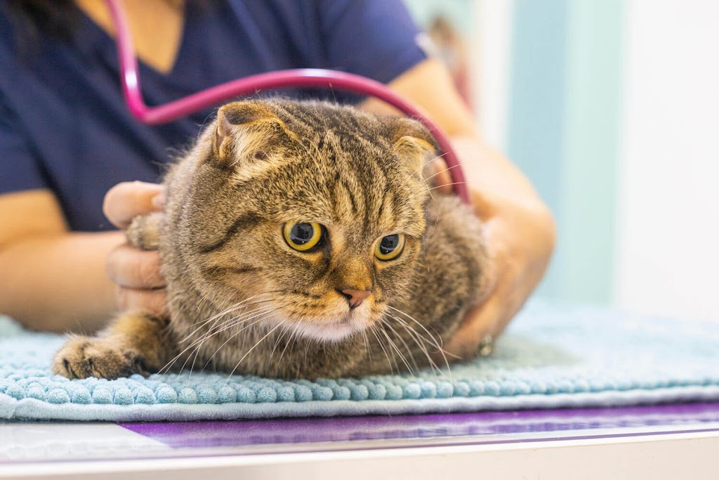 Centre Veterinari Sant Roc — Gato