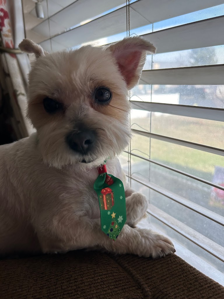 All about dogs in West-Jordan