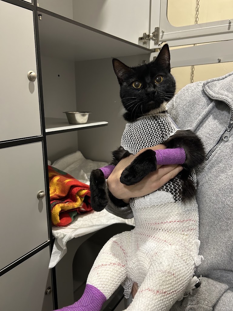 Clinica veterinaria A Farola — Gato