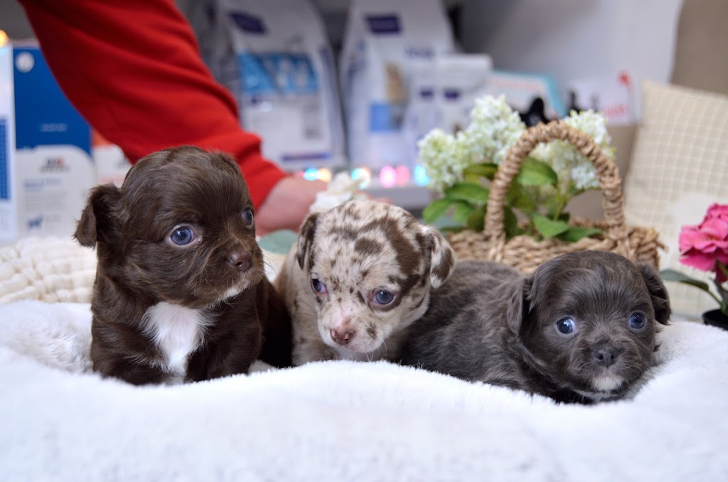 Clinica KoraVets - veterinario Sueca