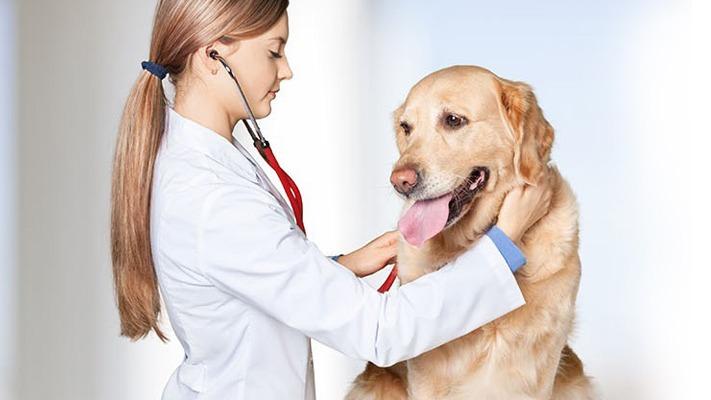 Clinica Veterinaria Delta