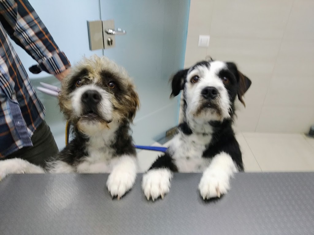 Guadalvet Guadalcacin — Perro