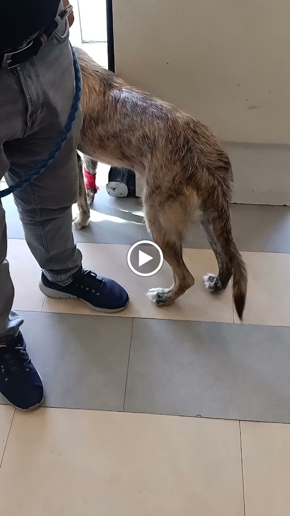 Hospital Veterinario Tartanga UNAVETS - Erandio — Videos