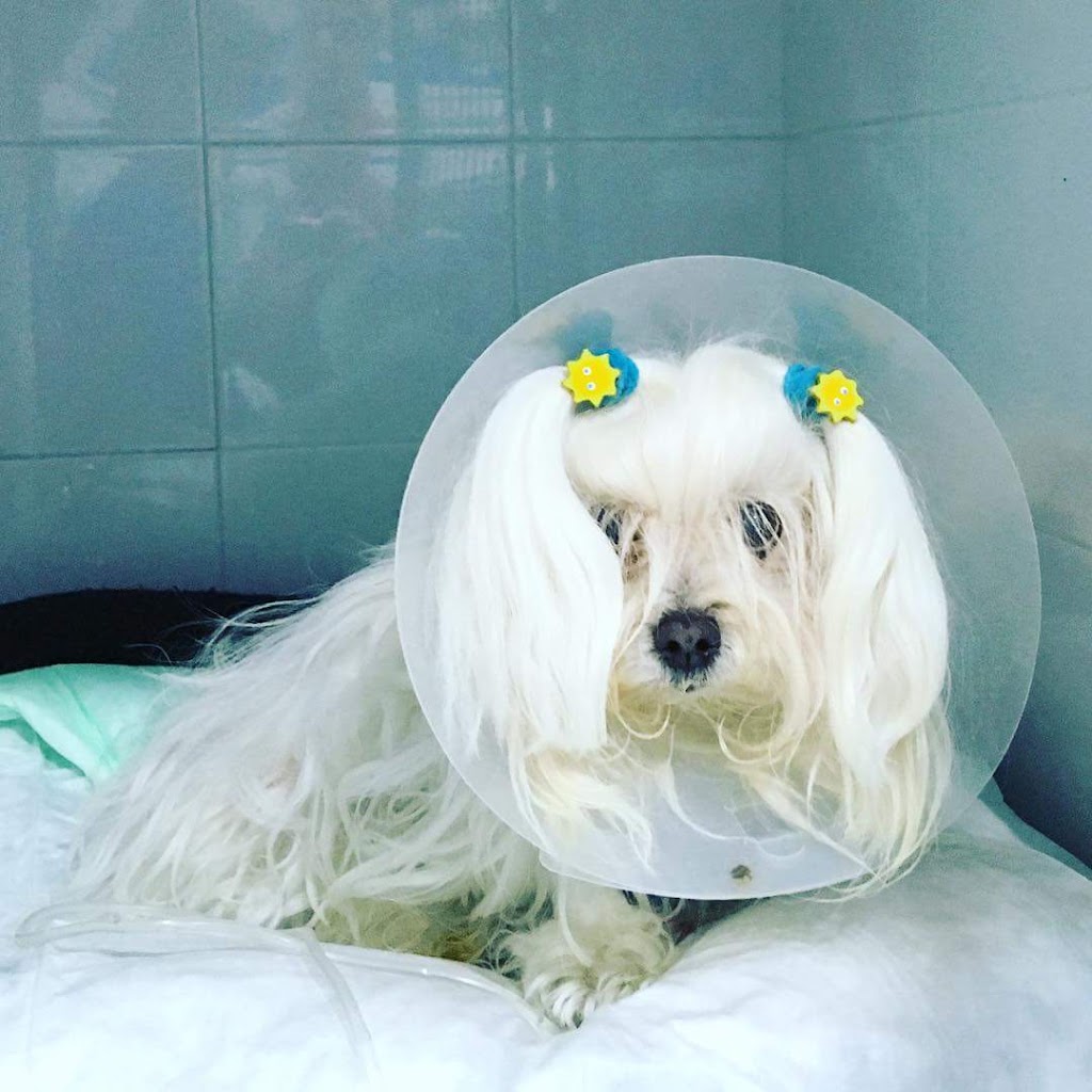 Hospital de Urgencias Veterinarias Region de Murcia — Perro