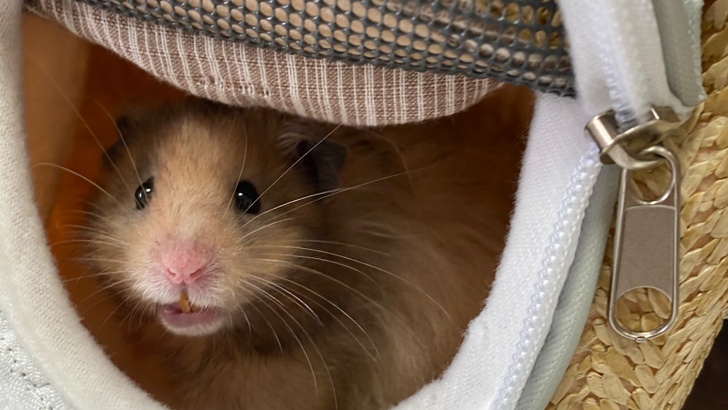 Clinica Veterinaria San Garcia