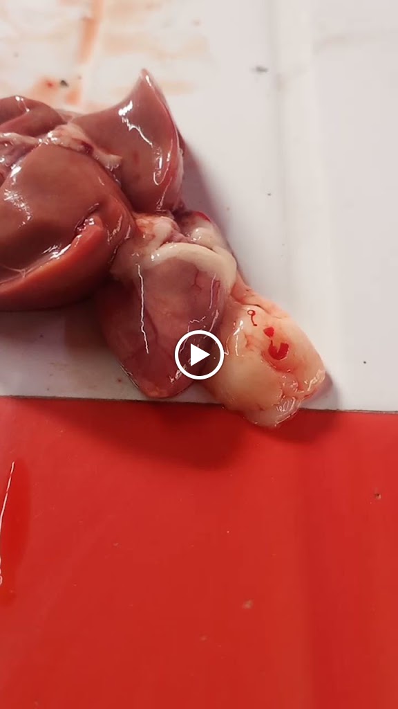 Videos
