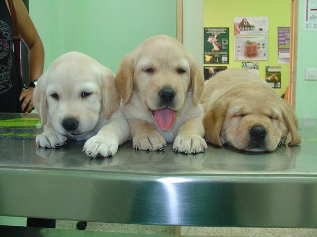 Consulta Veterinaria Acueducto — Perro