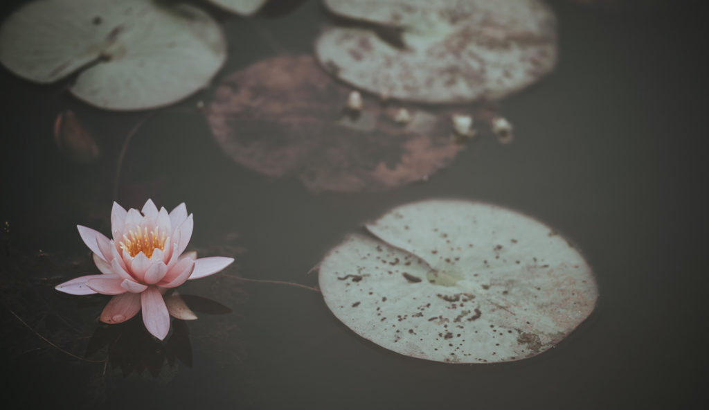 Shenti Wellness - Acupuntura Mollet del Valles