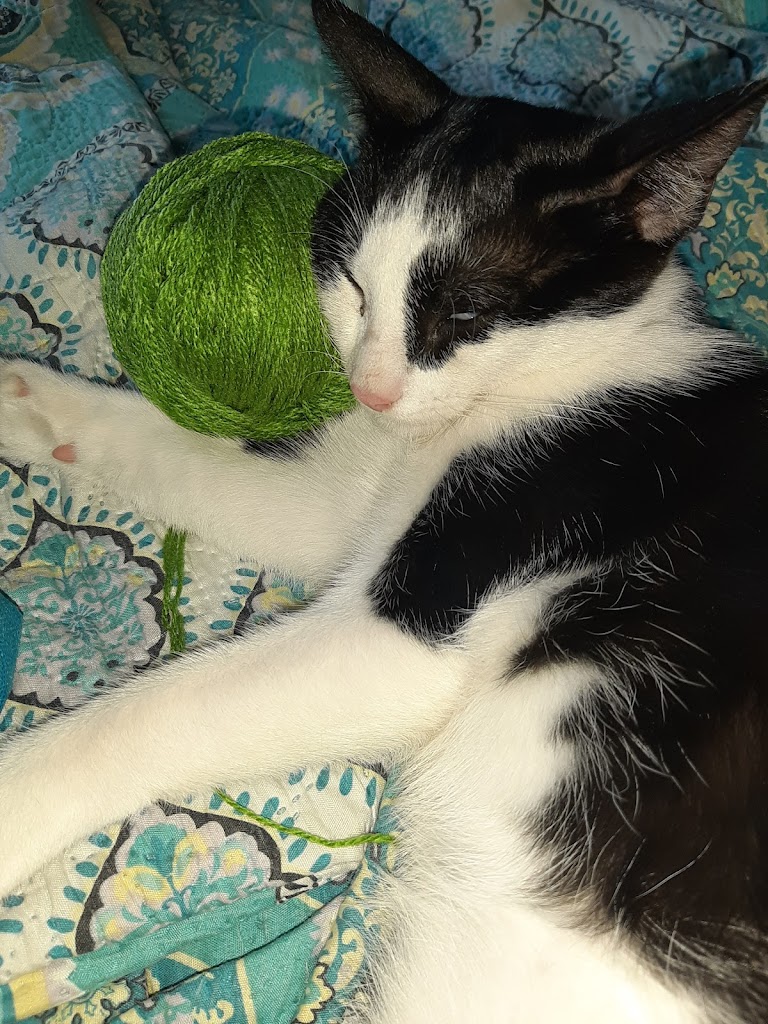 Gato