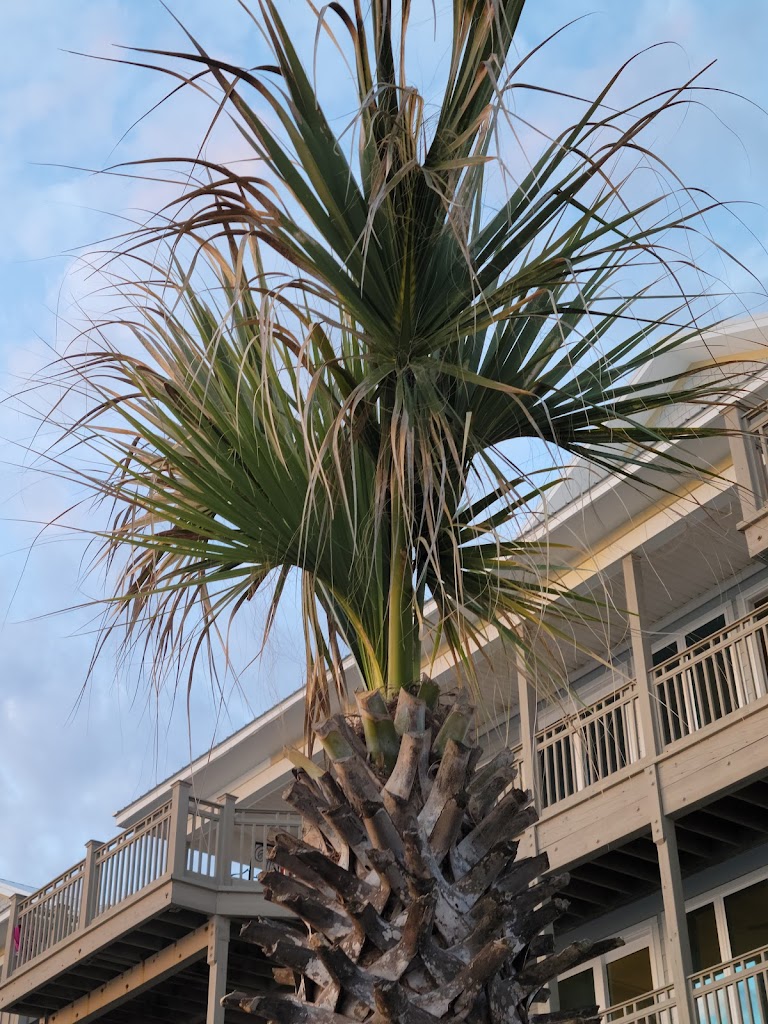 Colonial Shores - Motel in Panama City Beach , United States of America