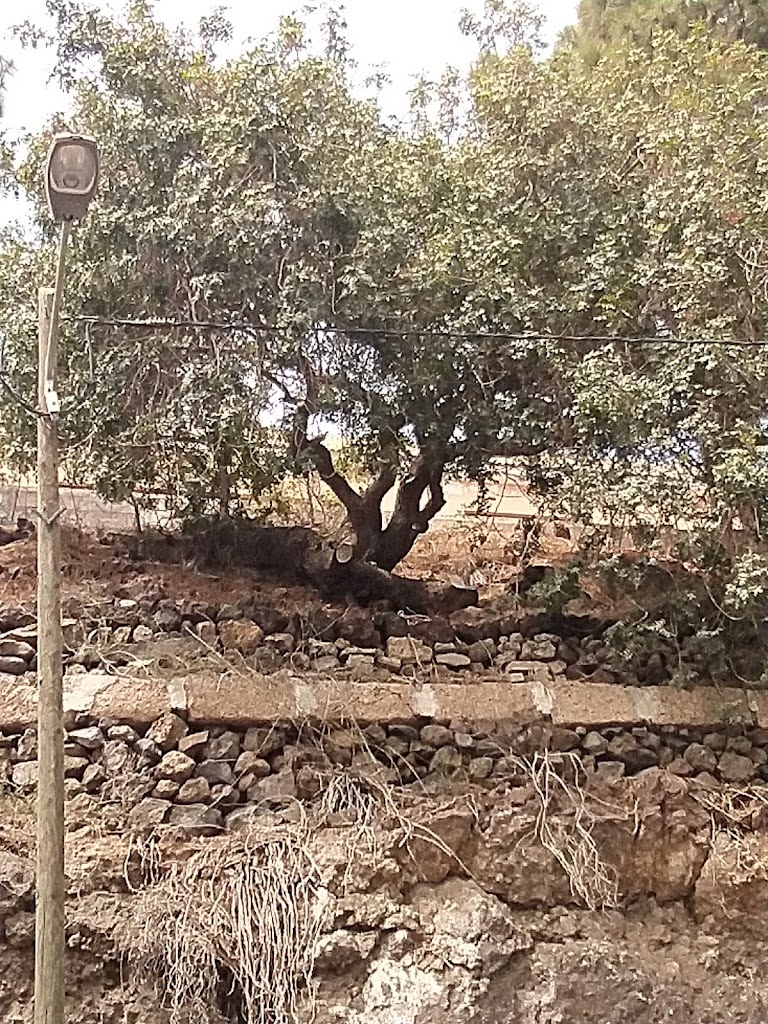 Almacigo de Arona ( Arbol Centenario y Monumento Historico )
