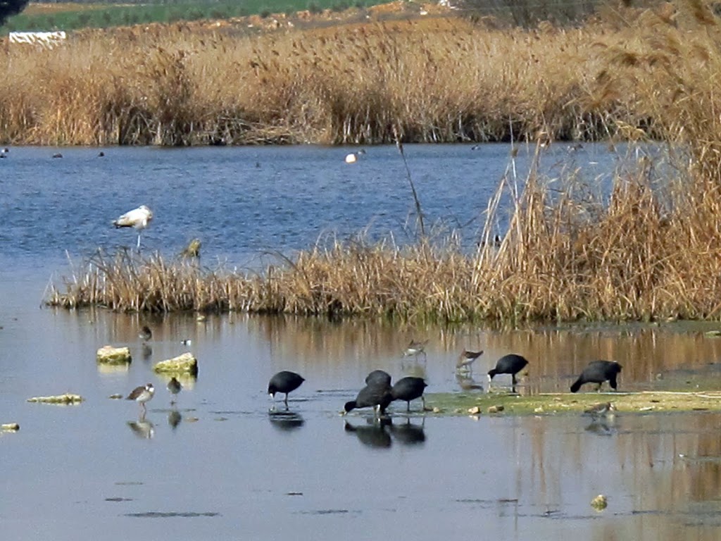 Observatorio de aves en Laguna de Navaseca