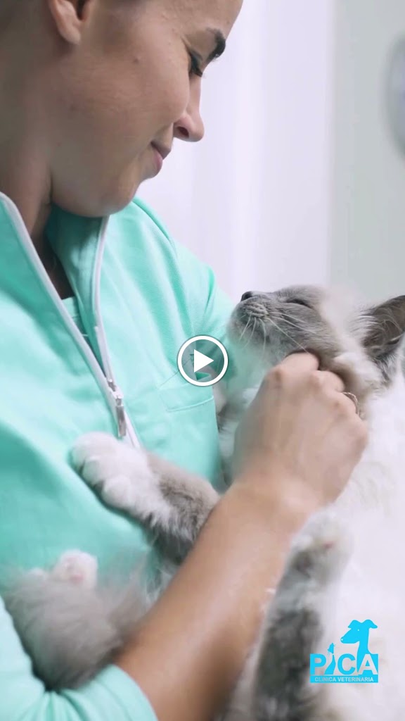 Clinica Veterinaria PICA — Del propietario