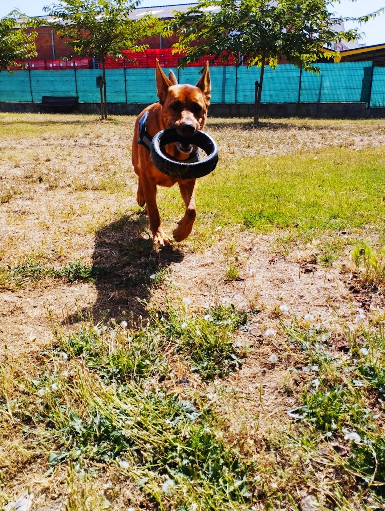 Asociacion Protectora de Animales de Parets